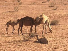 Wadi Rum Camp